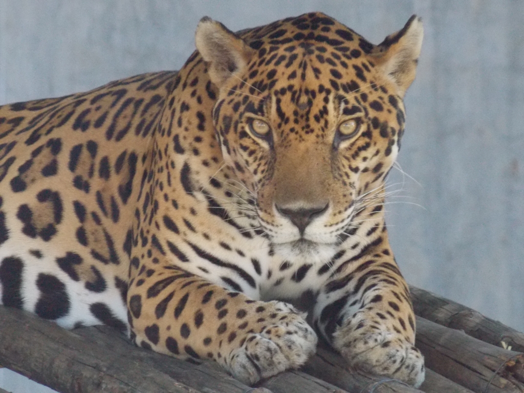 Panthera onca ak 47. Panthera onca paraguensis.