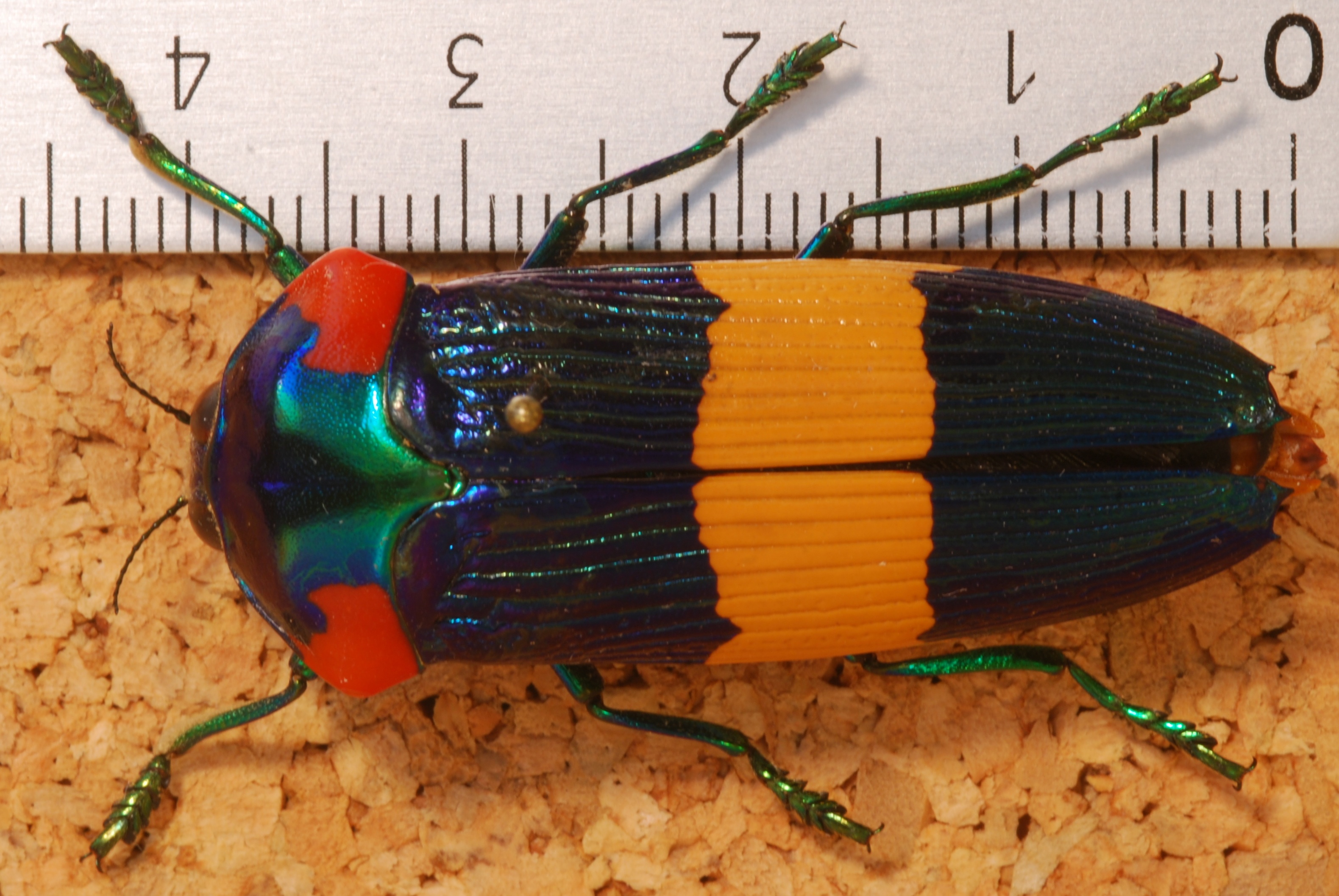 Jewel Beetle (Calodema ribbei) (8283778767).jpg