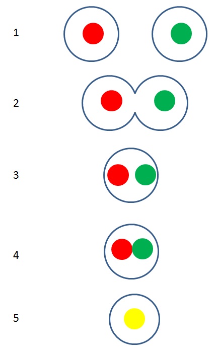 Karyogamy in the context of cell fusion. 1-haploid cells, 2-cell fusion, 3-single cell with two pronuclei, 4-fusing pronuclei (karyogamy), 5-diploid cell