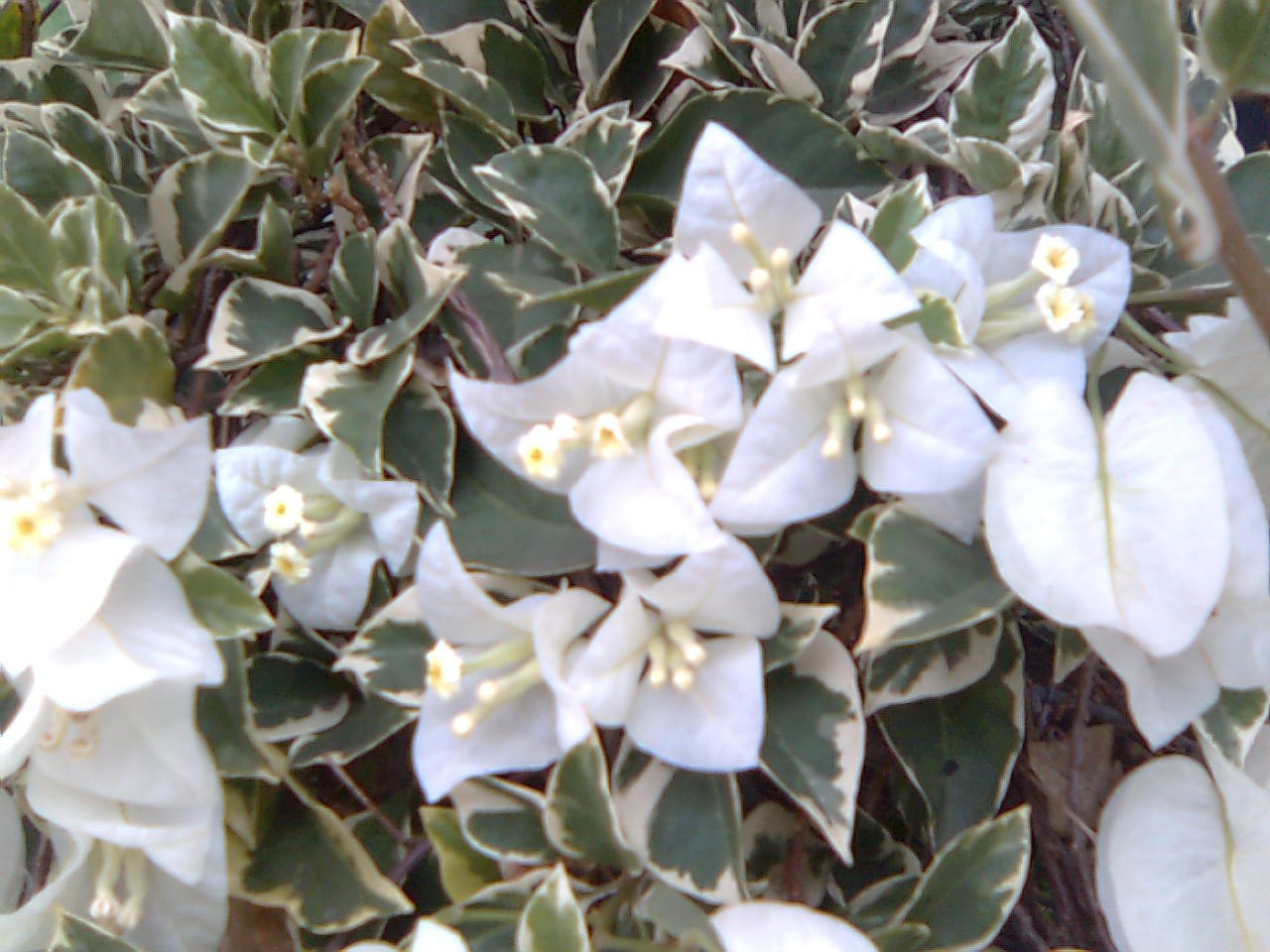 Gambar Bunga Kertas Putih  Gambar Bunga 