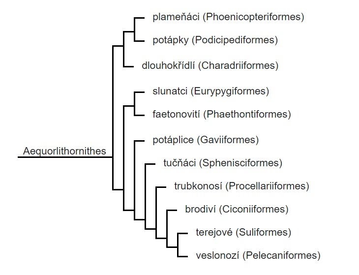 File:Kladogram skupiny Aequorlithornithes.jpg