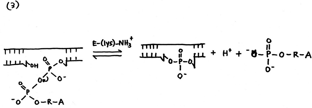 Structural Biochemistry/Enzyme Catalytic Mechanism/Enzyme ...