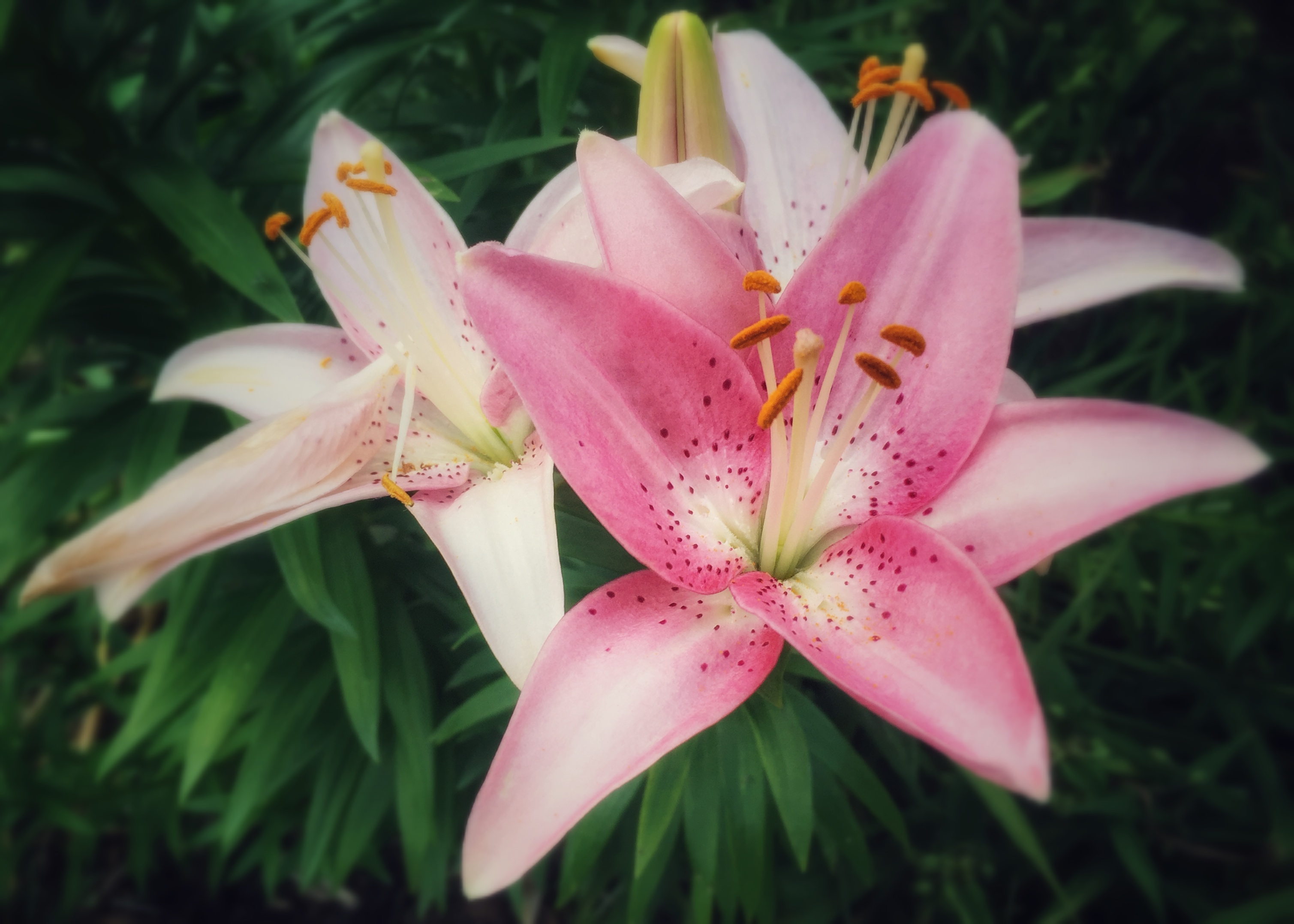 Lilly blooms. Лилии 4шт блюминг. Magazine Lilly Bloom. Lily with a Stem.