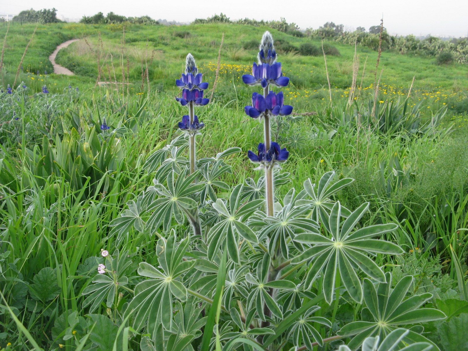 Люпин на кладбище. Lupinus pilosus. "Rubroboletus Lupinus".