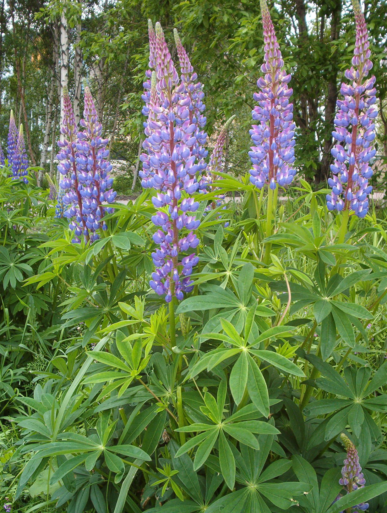 Lupinus Polyphyllus Wikipedia