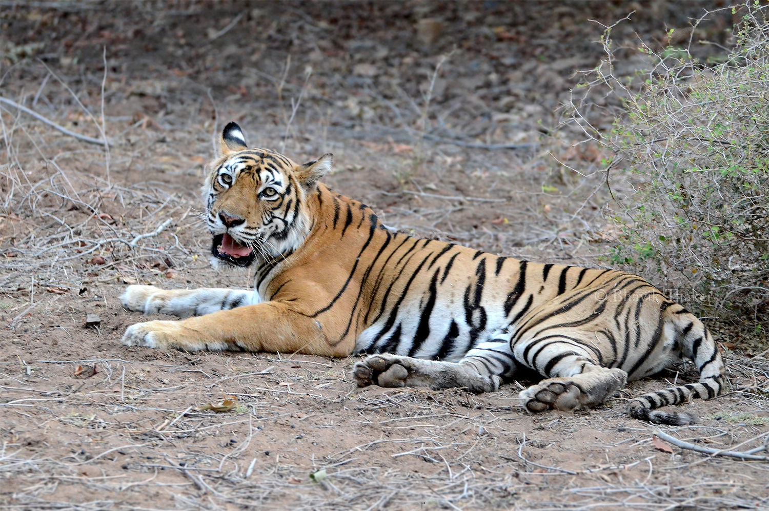 The Royal Bengal Tiger (2014) - IMDb