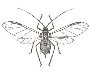 <i>Macrosiphoniella sanborni</i> Species of true bug