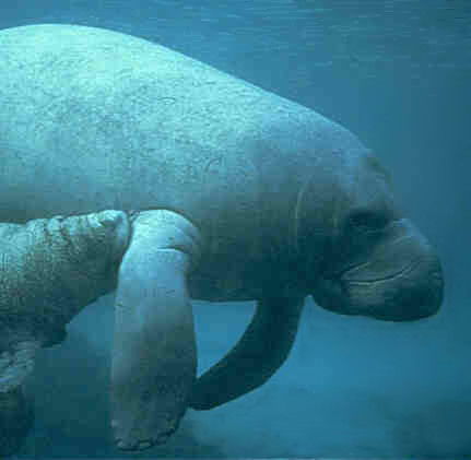 Manatee FWS.jpg