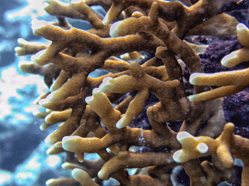 File:Millepora dichotoma, Samoa.gif