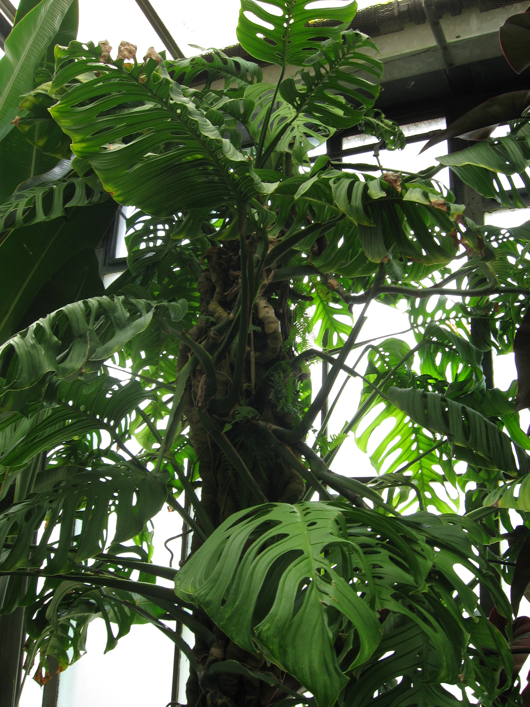 Monstera esqueleto