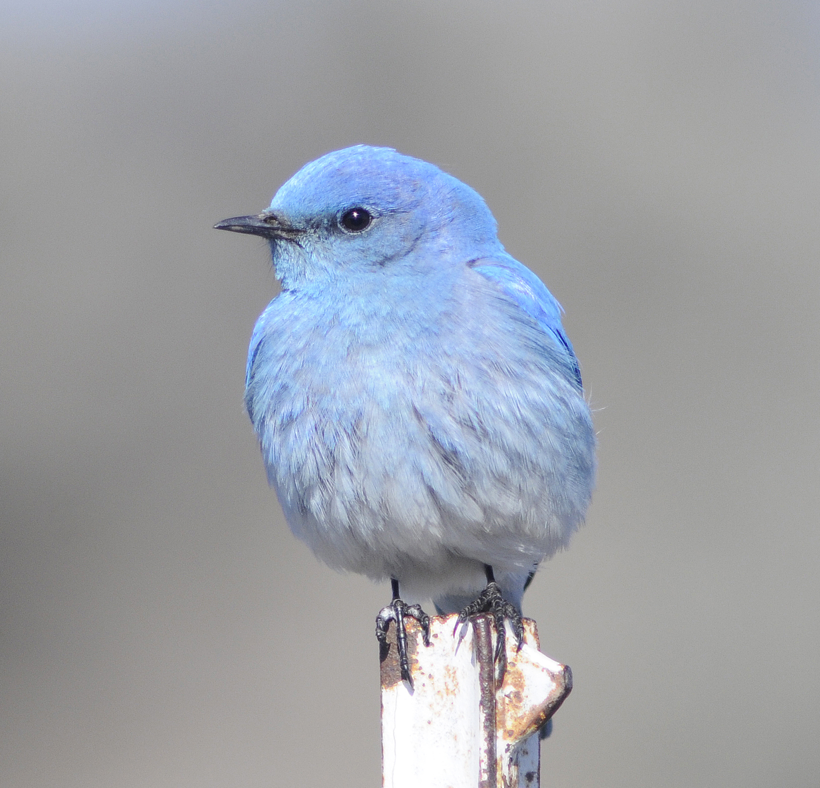 Symbolic representations of blue birds