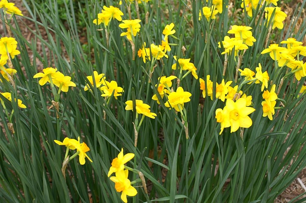 narcissus jonquilla