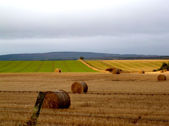 File:Near Pitcalnie - geograph.org.uk - 642865.jpg