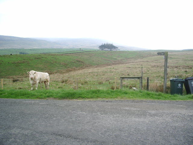 File:No sign, but there is a bull in the field - geograph.org.uk - 424072.jpg