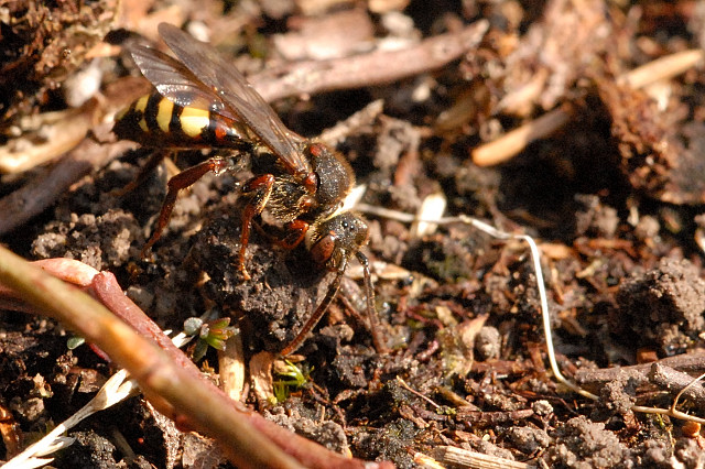 File:Nomada.leucophthalma.-.lindsey.jpg