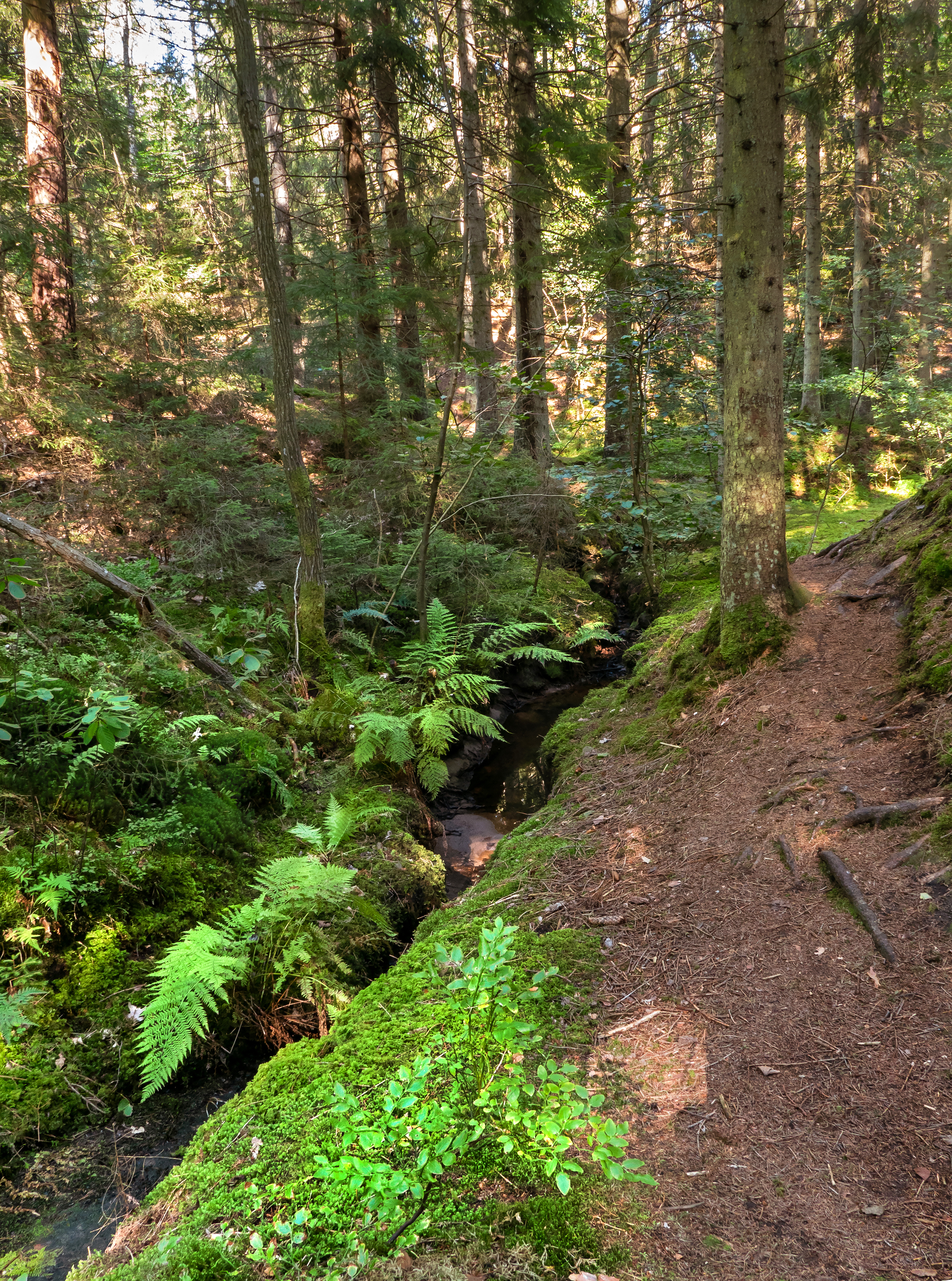 Edama Ravine. Bloemensdike Ravine.