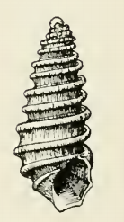 Odostomia galapagensis 001.png
