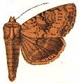 <i>Apamea veterina</i> Species of moth