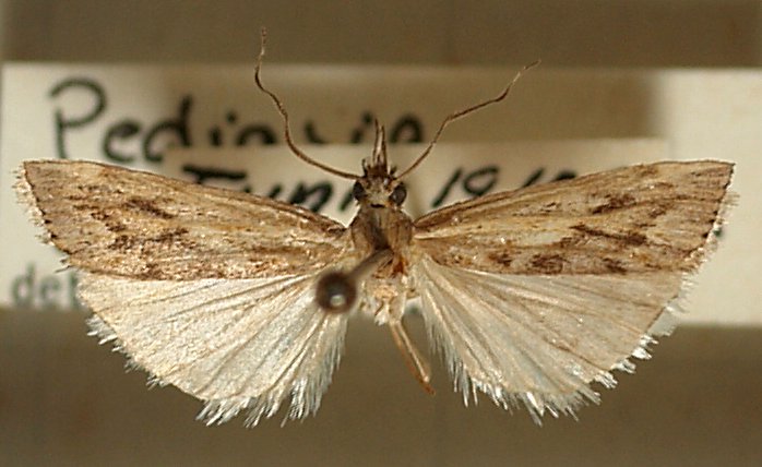 File:Pediasia.siculella.mounted.jpg