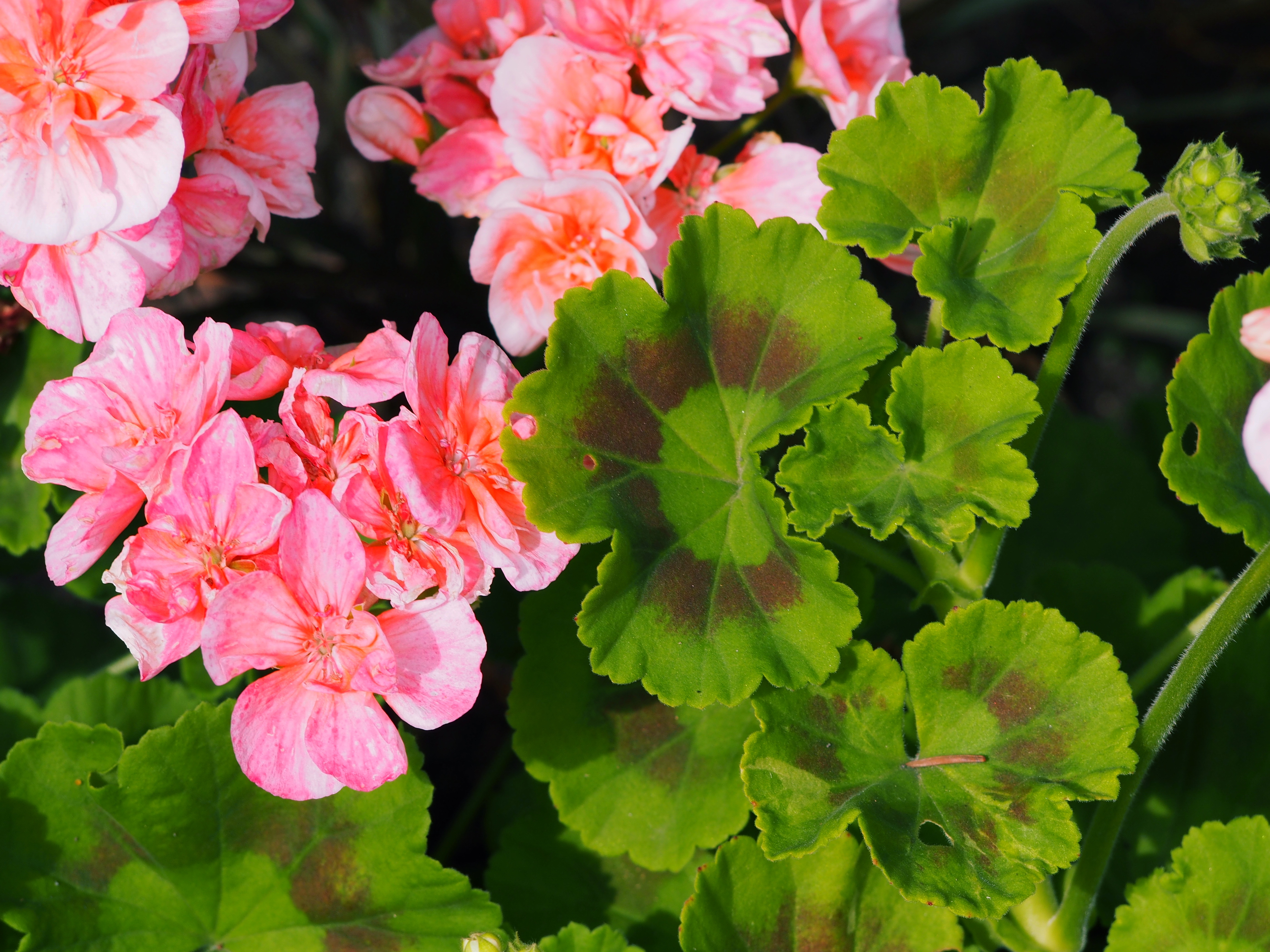 Пеларгония юв. Пеларгония Крокетта. Пеларгония Pelargonium_ schizopetalum_. Bollnas пеларгония. Пеларгония Carp Dawon.