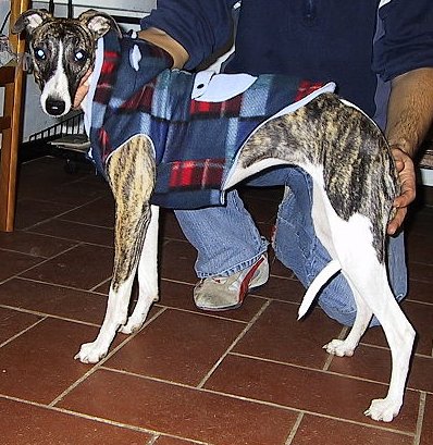 File:Peperina-Whippet.jpg