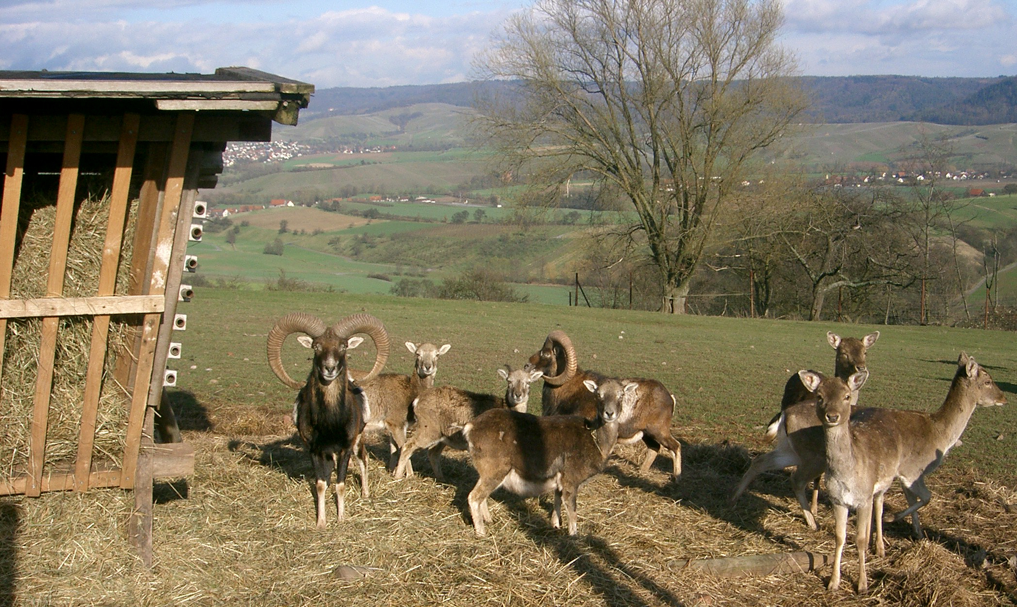 Pfedelbach-Heuberg-Damwild.jpg