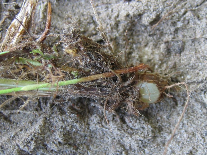 File:Phleum nodosum knolle.jpeg