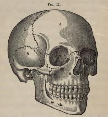 File:Physiology for Young People - 1884 - The skull.png