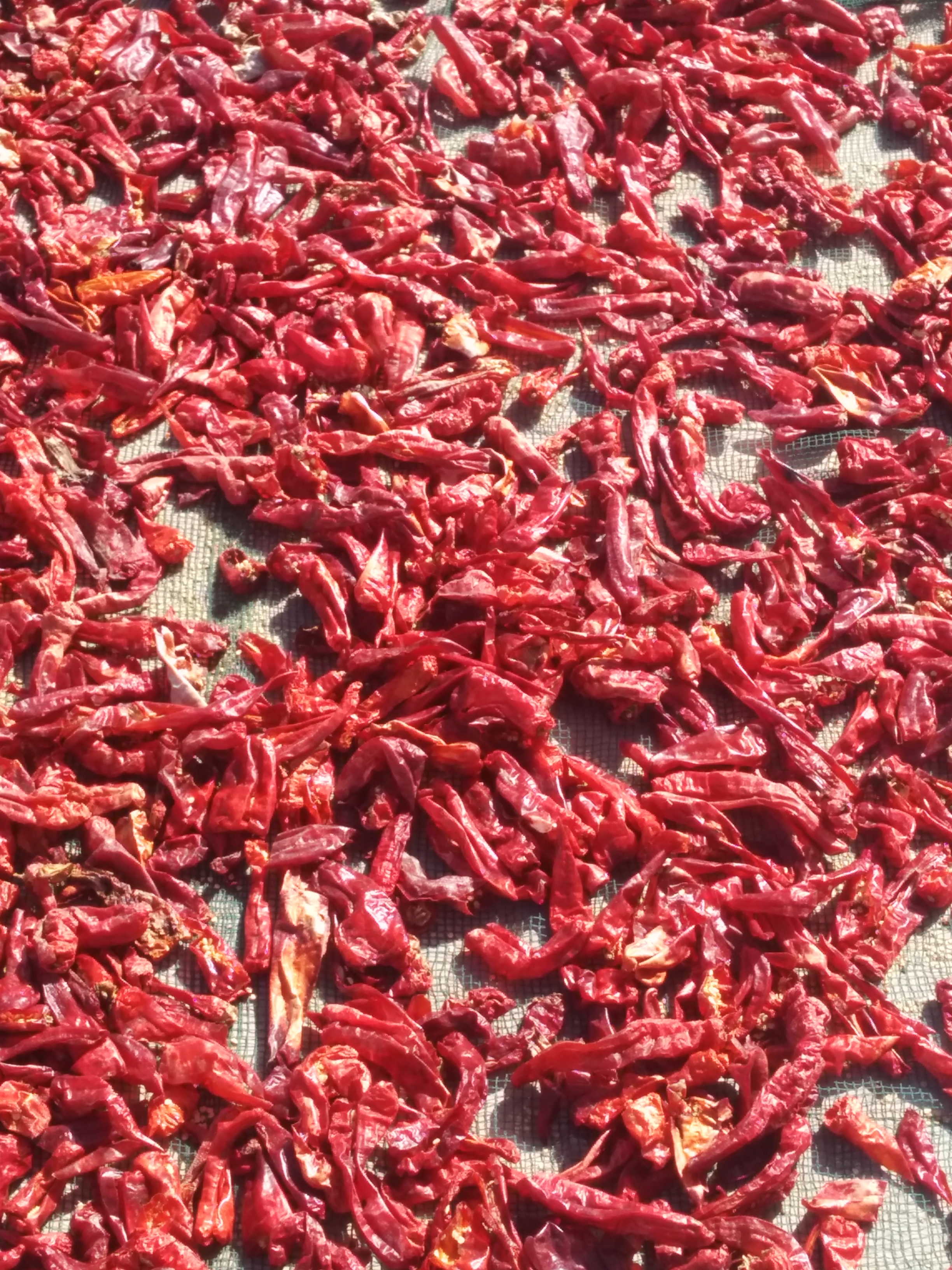 File:Piment rouge séché - Sayada - Tunisie - 2.jpg - Wikimedia Commons