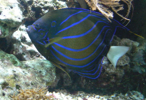 File:Pomacanthus annularis.JPG