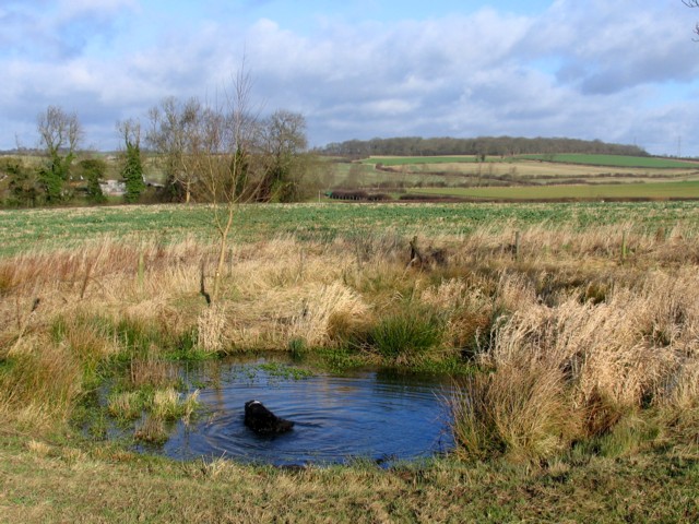 File:Pond near to Stonton Wyville - geograph.org.uk - 725484.jpg