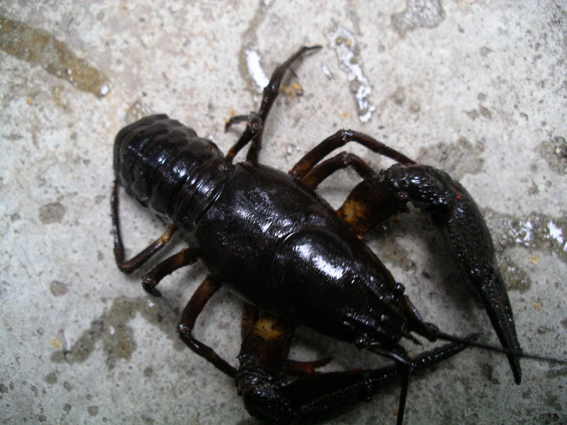 File:Potamobius astacus.jpg