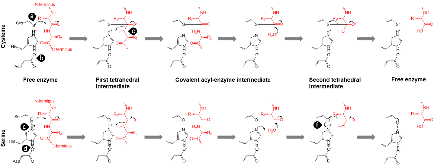 半胱氨酸蛋白酶（上）与丝氨酸蛋白酶（下）催化机理之差异。其中酶分子用黑色标识，蛋白质底物用红色标识。两种机理之差异在于：（a）巯基电离 （b）酸性基团可以没有 （c）羟基脱质子与进攻协同 （d）酸、碱性基团间形成氢键 （e）离去部分与碱性基团必须精确配合 （f）丝氨酸离去基团需质子化