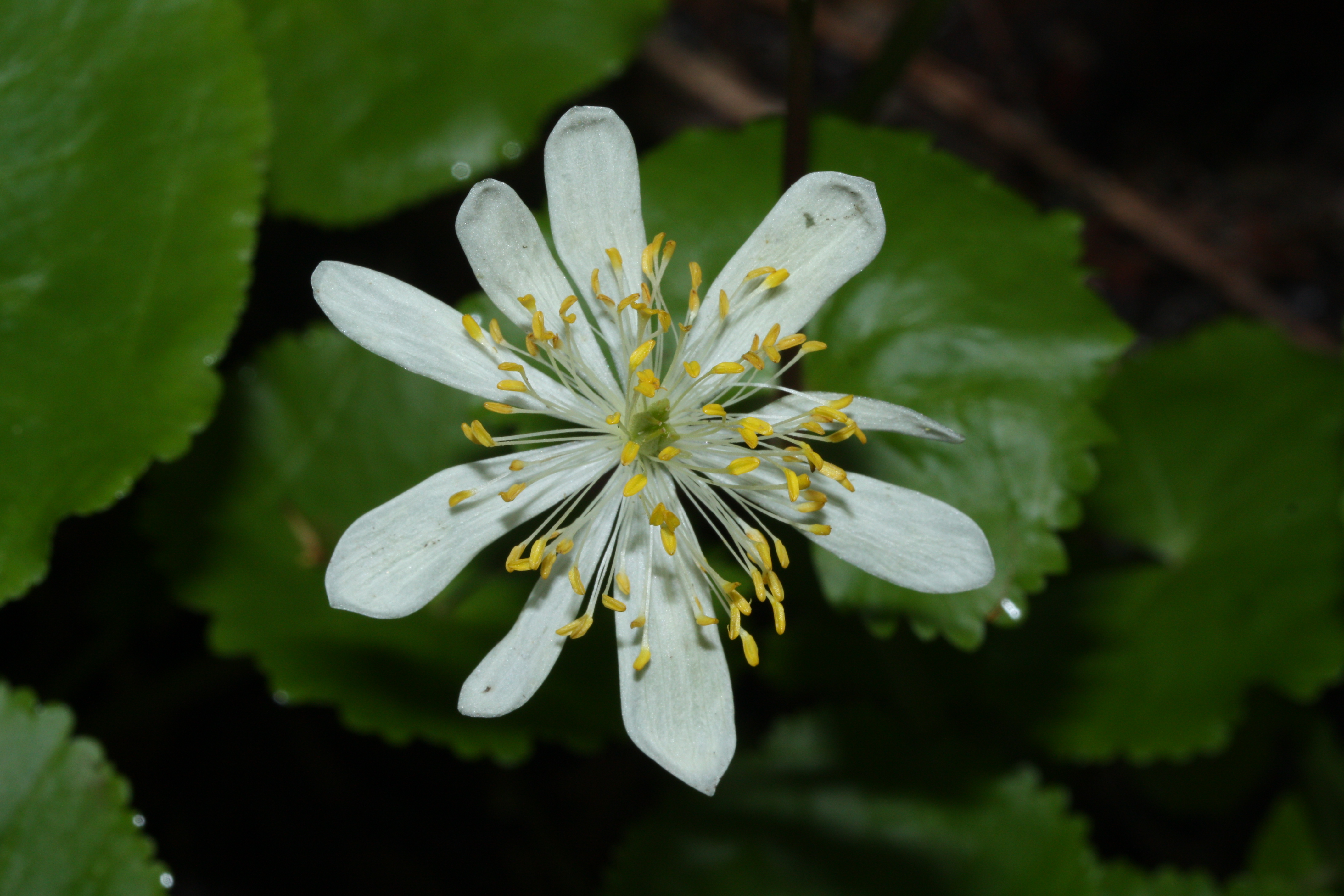 Цветок аляска. Caltha leptosepala. Растения Аляски. Символ Аляски цветок. Ranunculaceae.