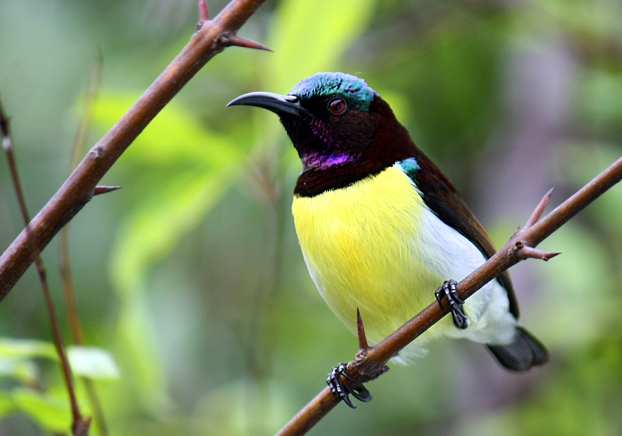 Purple-rumped Sunbird - male