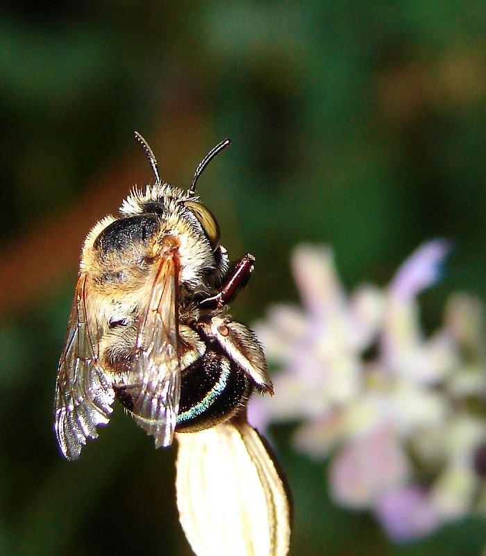 File:Queen Bee.JPG - Wikimedia Commons