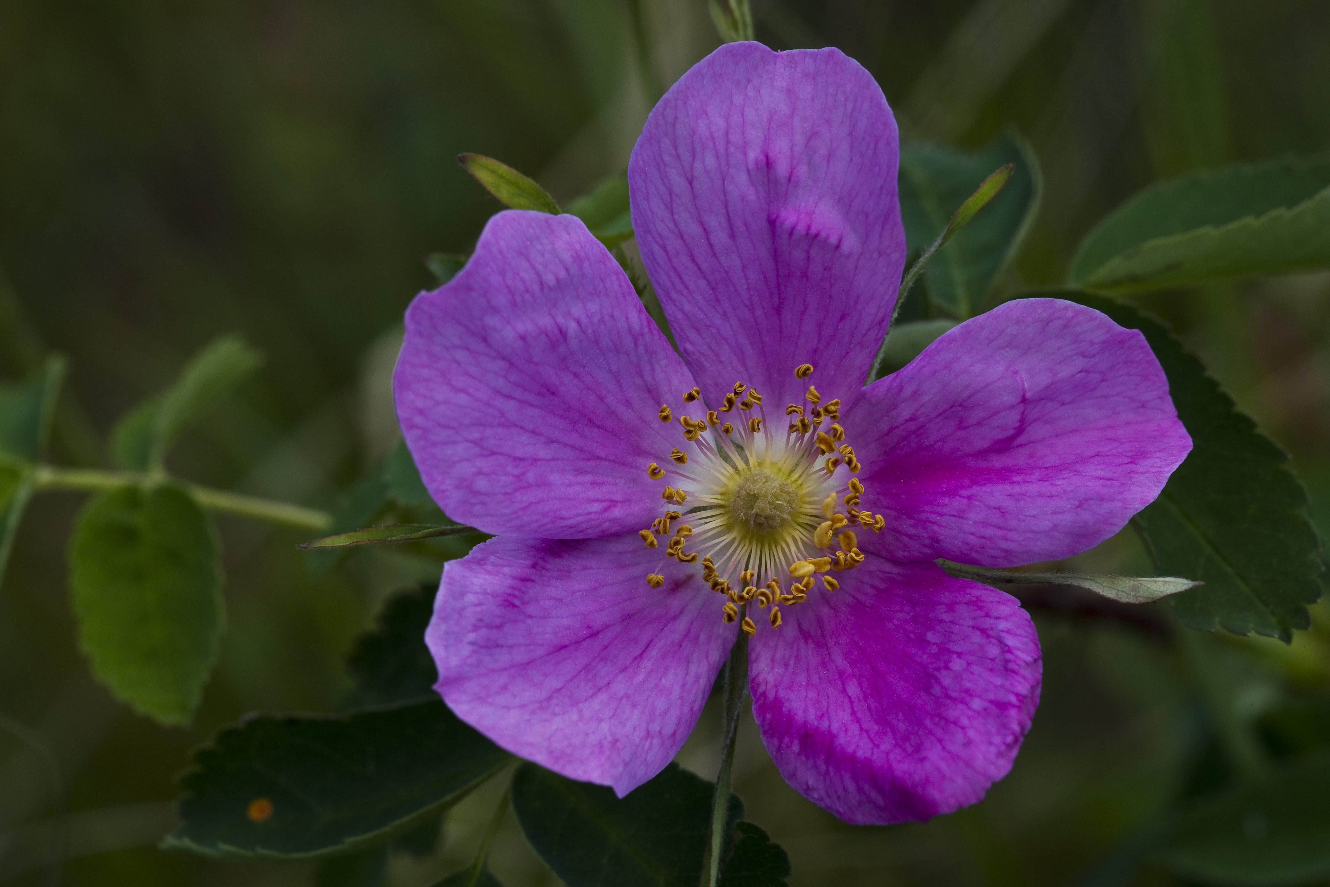 Цветок аляска фото. Растения Аляски. Rosa acicularis. Лукантениум Аляска цветы.