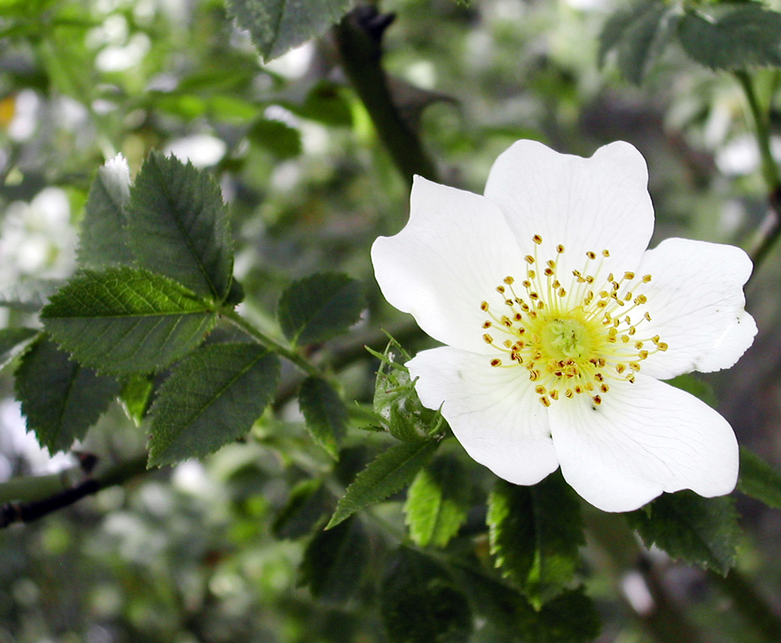 Rosa arvensis