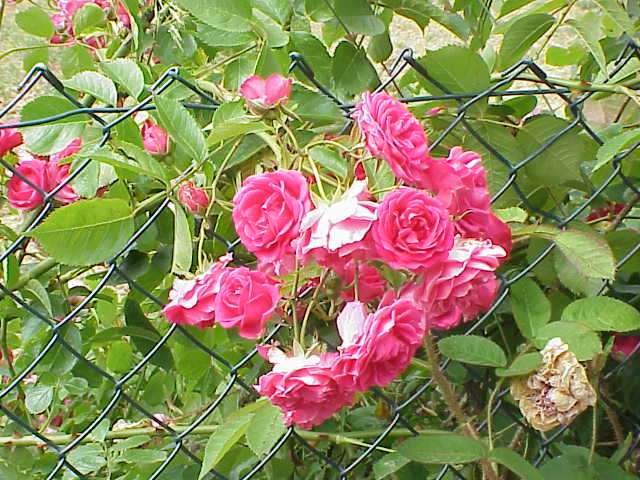 File:Rosa sp.92.jpg