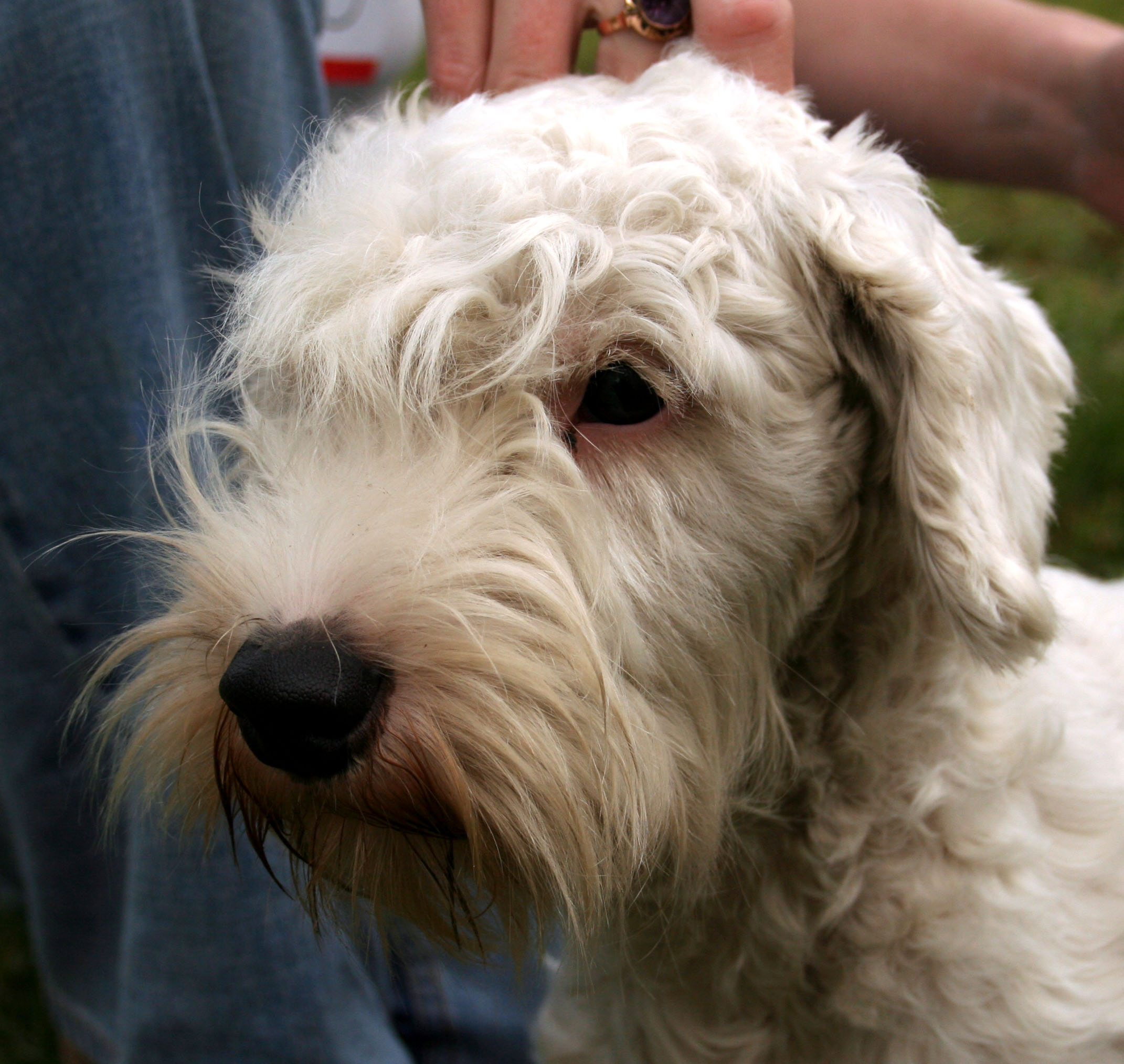 celium terrier