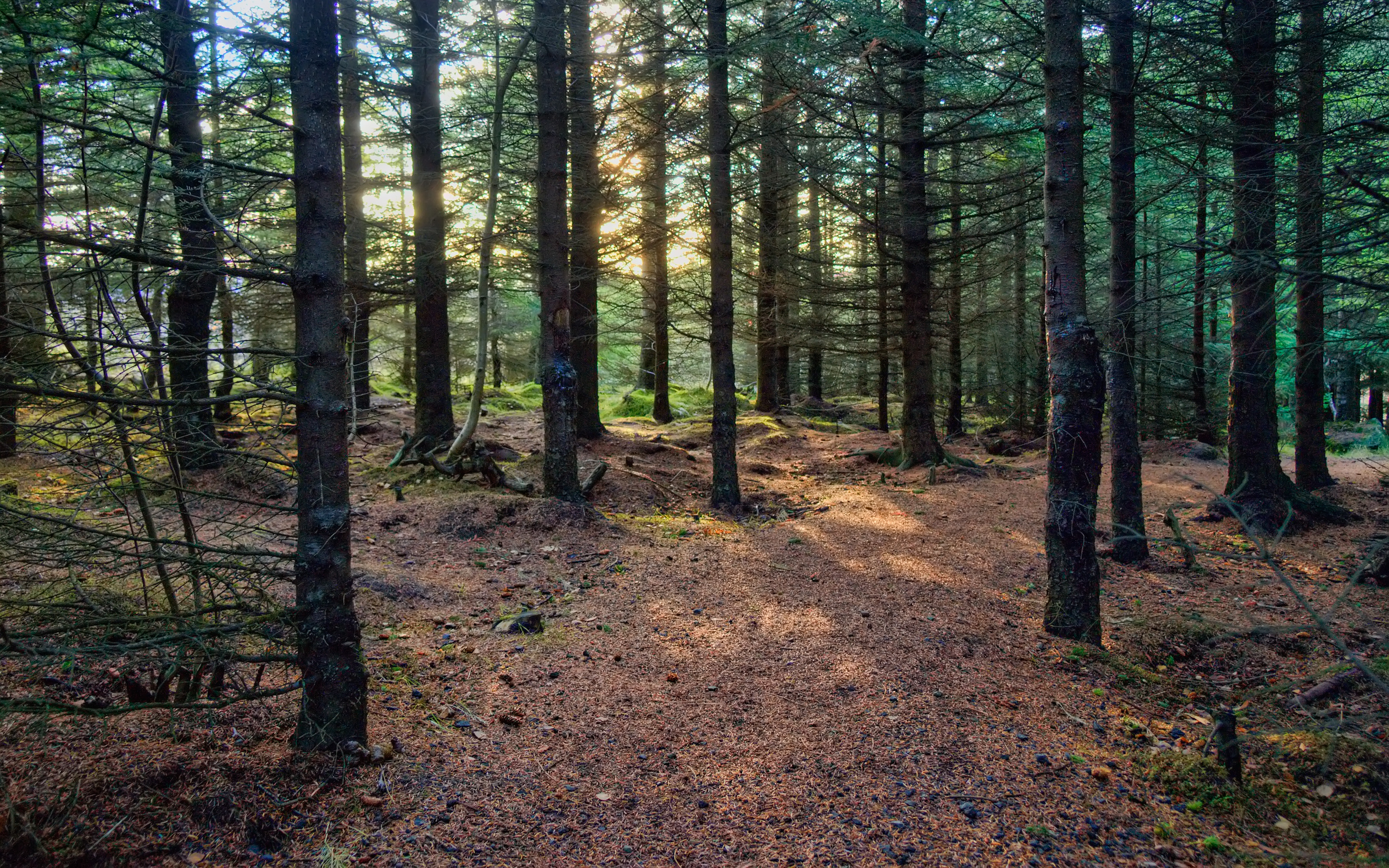 File:Pine-Forest in the Spandauer Forst 6.jpg - Wikimedia Commons