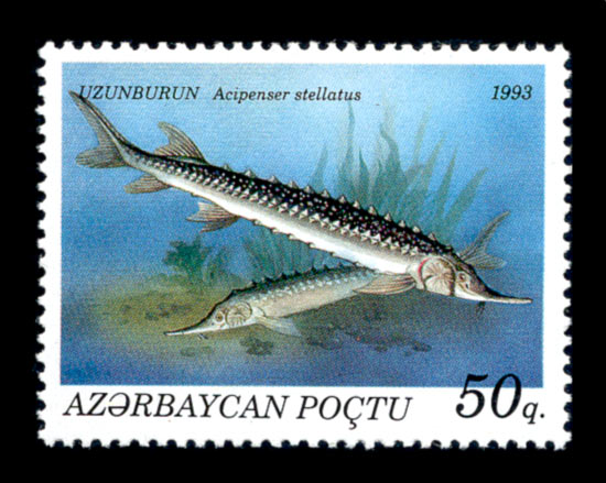 File:Stamps of Azerbaijan, 1993-194.jpg