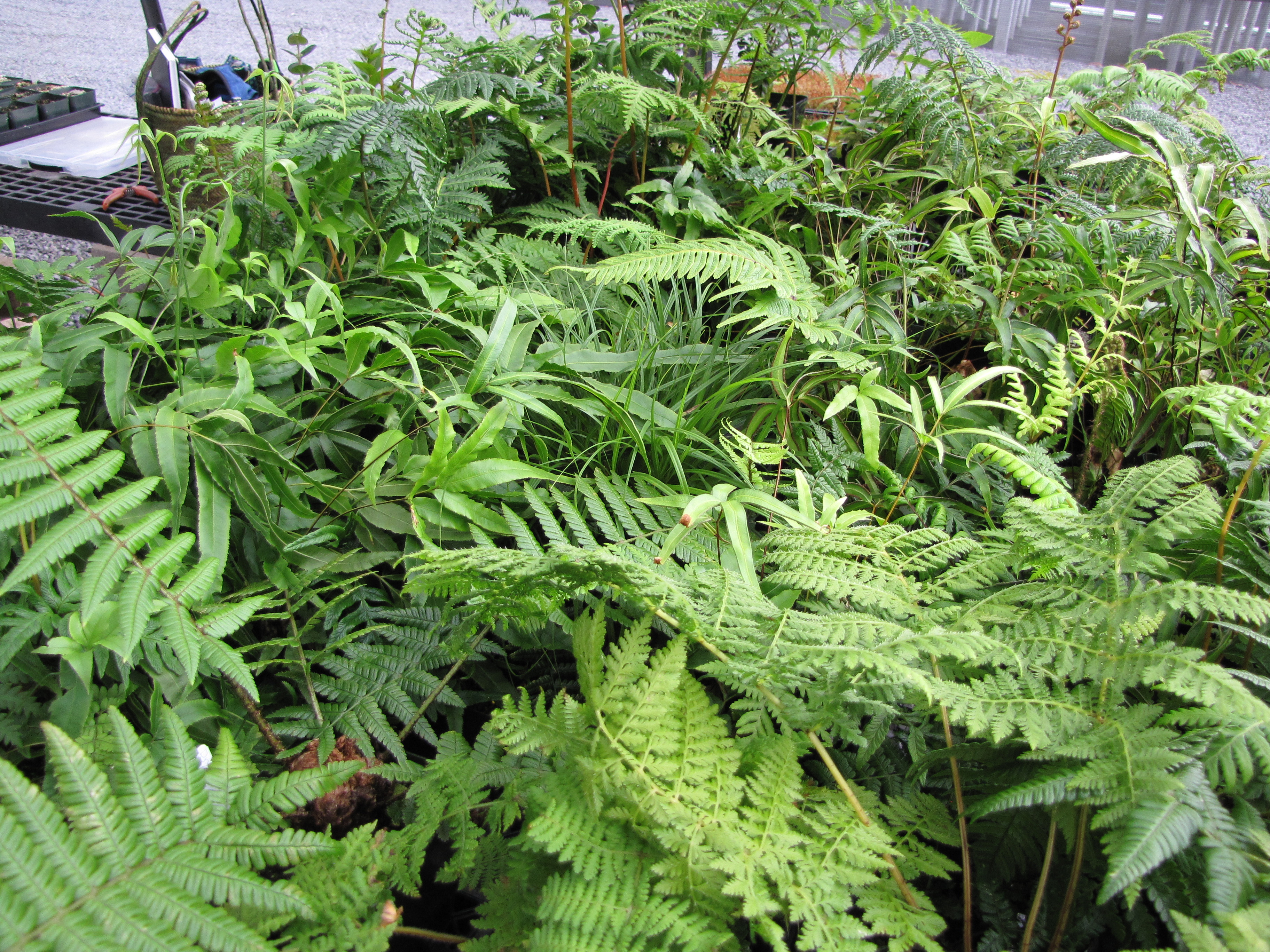 microphyllum-habit in greenhouse fern mix from soil collected-Olinda Rare Plant Nursery-Maui (24976127962).jpg Wikimedia Commons