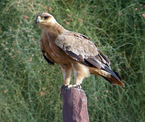 File:Steppe Eagle, Pokaran, district Jaisalmer, Rajasthan, India.jpg