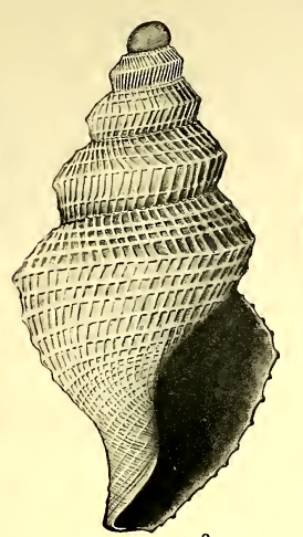 <i>Taranis mayi</i> Species of gastropod