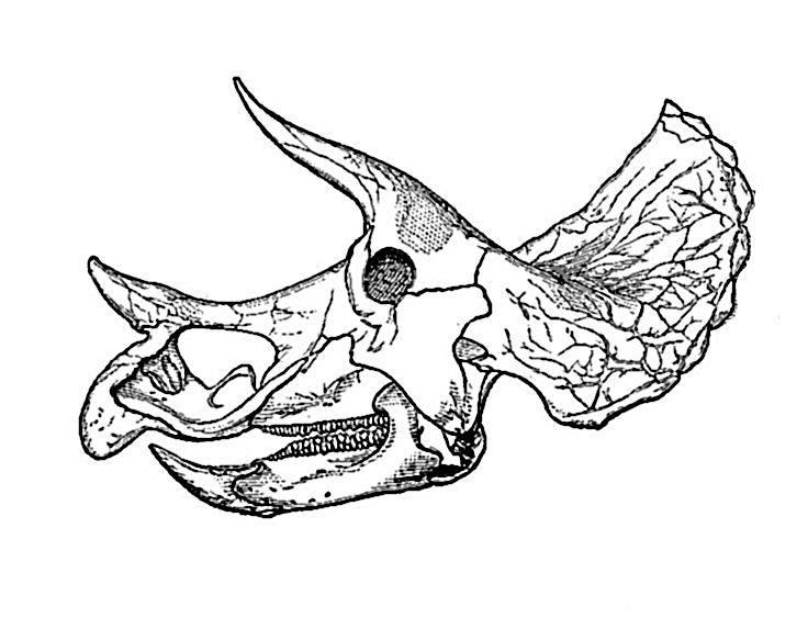 triceratops skeleton coloring page