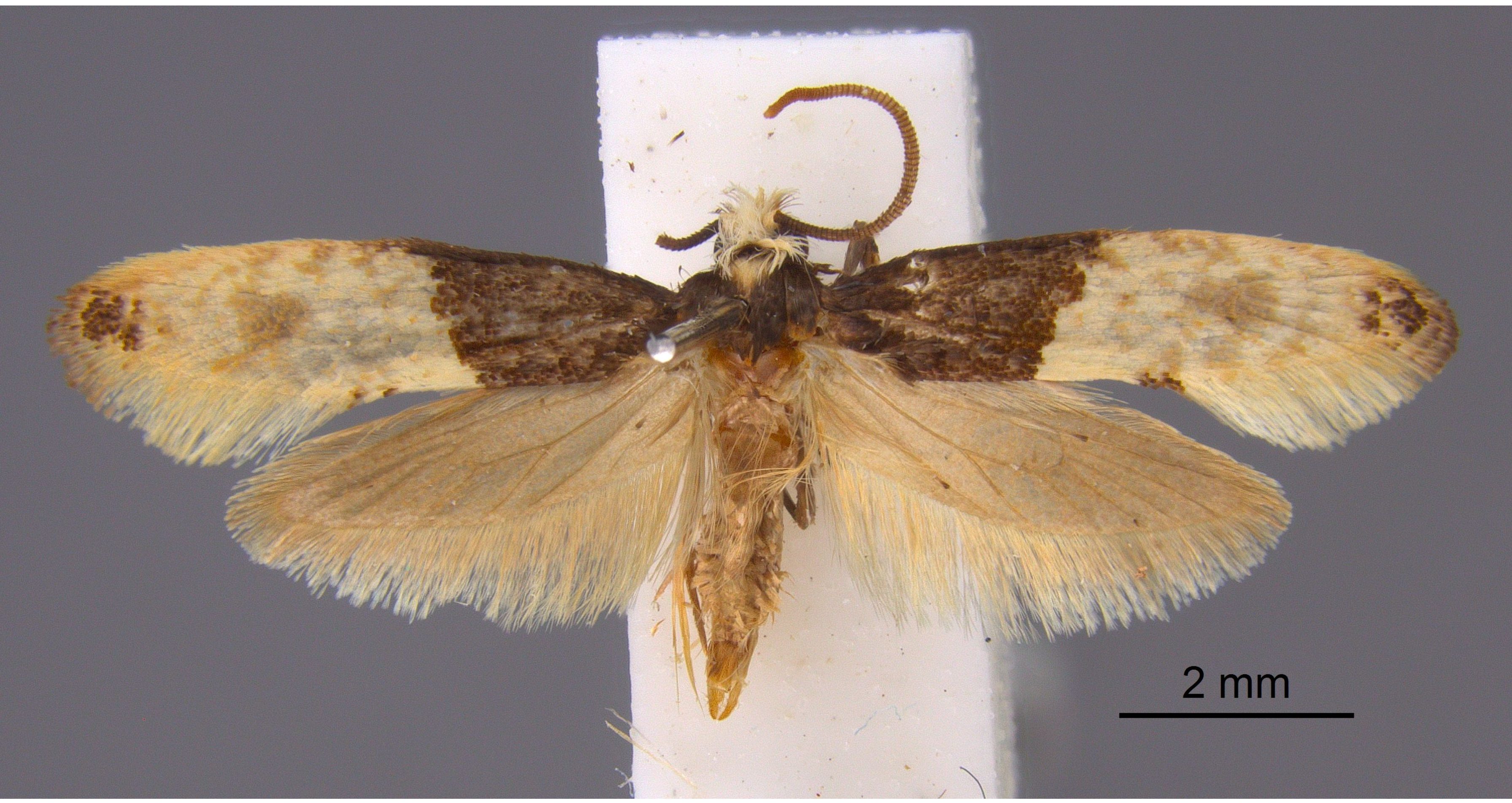 Identifying Clothes & Carpet Moths - Webbing Clothes Moth / Case-Beari