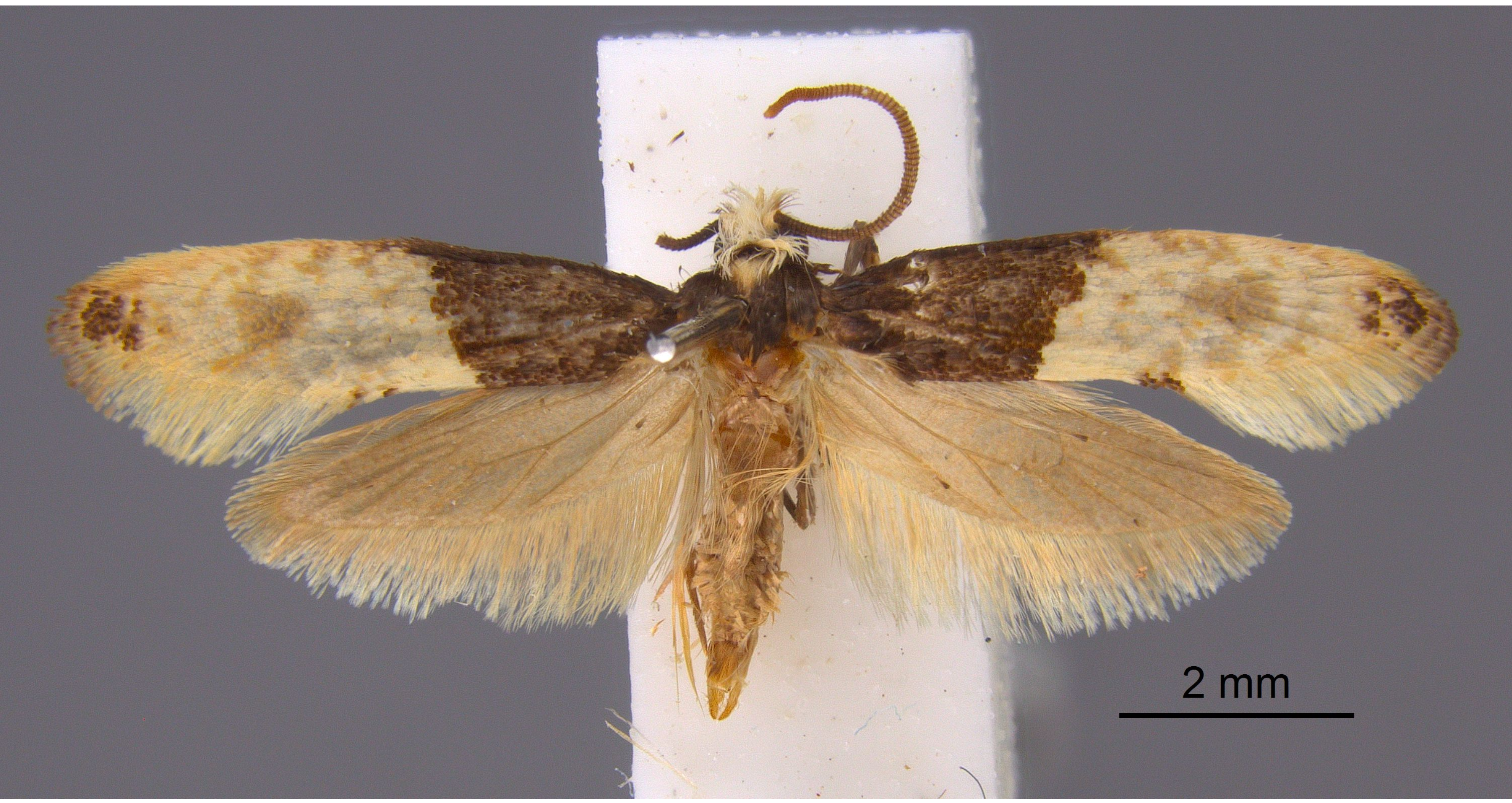 The Moth Life Cycle of Common Clothes and Carpet Moths