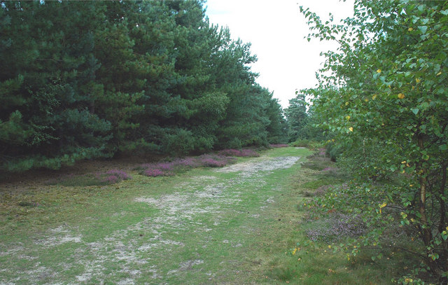 File:Tunstall Forest - geograph.org.uk - 411433.jpg