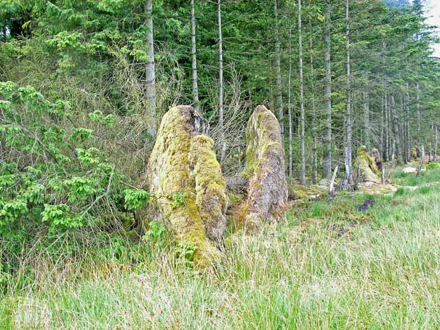 File:Uprooted trees, Wark Forest - geograph.org.uk - 212637.jpg